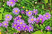 Swan River Daisy, Brachyscome multifida, flowers
