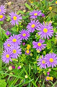 Swan River Daisy, Brachyscome multifida, flowers