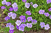 Purple Robe Cup Flower, Nierembergia hippomanica Purple Robe, flowers
