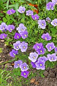 Purple Robe Cup Flower, Nierembergia hippomanica Purple Robe, flowers