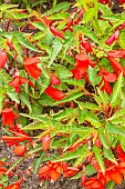 Begonia boliviensis Sun Cities San Francisco, flowers