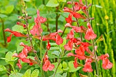 Silkes Dream Sage, Salvia Silkes Dream, flowers