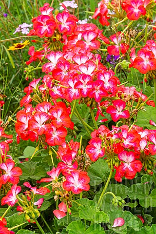Horseshoe_pelargonium_Pelargonium_zonale_Picote_Red_flowers