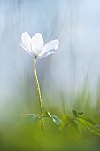 Wood Anemone (Anemone nemorosa) flower against the light, Auvergne, France