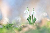Snowdrop (Galanthus nivalis) in an undergrowth in winter, Allier, France