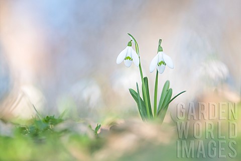 Snowdrop_Galanthus_nivalis_in_an_undergrowth_in_winter_Allier_France