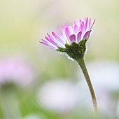 Lawndaisy (Bellis perennis) on a spring evening, Auvergne, France