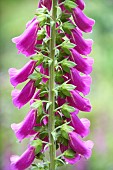 Purple Foxglove (Digitalis purpurea), Auvergne, France