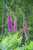 Purple Foxglove (Digitalis purpurea) in a common beech forest, Auvergne, France