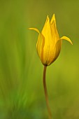 Wild Tulip (Tulipa sylvestris) in bud in a field, Drôme, France