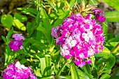 Sweet William Dash Magician, Dianthus barbatus Dash Magician, flowedrs