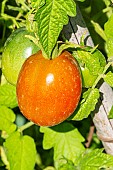 Berao Tomato, Early variety