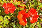 Decorosier® Isalia® Noat1804, Rosa Isalia Breeder: De Ruiter 1961, flowers