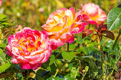 Rosa_Pullman_Orient_Express_flowers