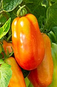 Tomato San Marzano