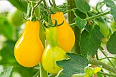 Yellow Pearshaped tomato