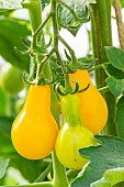 Yellow Pearshaped tomato
