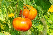 Tomato Ananas, late variety