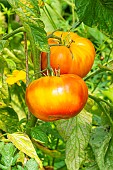 Tomato Ananas, late variety