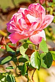 Rosa Queen Elisabeth, flower