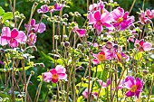 Japanese Anemone, Anemone x hybrida, flowers