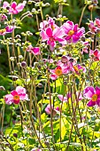 Japanese Anemone, Anemone x hybrida, flowers