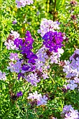 Vervain, Verbena speciosa Serenity Melange, flowers