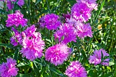 Sweet William Elegans Melange, Dianthus chinensis Elegans Melange, flowers