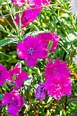 Sweet William Elegans Melange, Dianthus chinensis Elegans Melange, flowers