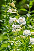 Penstemon White Bedder, flowers