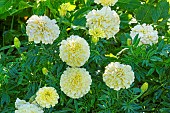 African Marigold, Tagetes erecta Vanilla, flowers