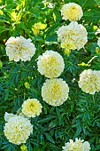 African Marigold, Tagetes erecta Vanilla, flowers
