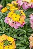 Wallflower (Erysimum sp.)