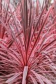 Cordyline Charlie Boy