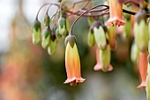 Kalanchoe Tessa flowers