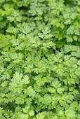 Chervil (Anthriscus cerefolium)