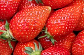 Strawberries Ciflorette
