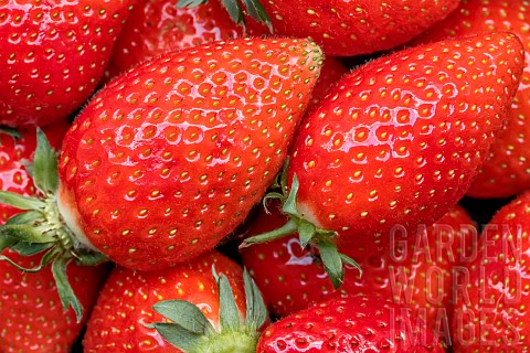 Strawberries_Ciflorette