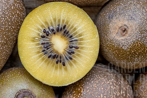 Yellow_kiwi_Jingold