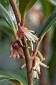 Sarcococca Winter Gem flowers