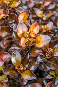 Coprosma Pina colada