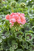 Zonal geranium (Pelargonium x hortorum)