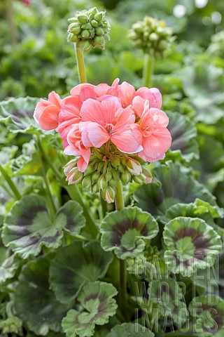 Zonal_geranium_Pelargonium_x_hortorum