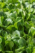 Lambs lettuce (Valerianella olitoria)