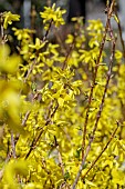 Forsythia (Forsythia x intermedia) Lynwood Gold