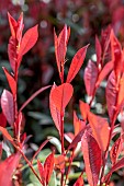 Photinia (Photinia x fraseri) Carre Rouge in early spring