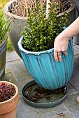 Emptying the cups under the plant pots to prevent the proliferation of mosquito larvae.