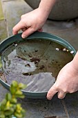 Emptying the cups under the plant pots to prevent the proliferation of mosquito larvae.