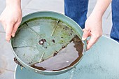 Emptying the cups under the plant pots to prevent the proliferation of mosquito larvae.