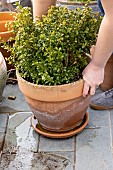 Emptying the cups under the plant pots to prevent the proliferation of mosquito larvae.